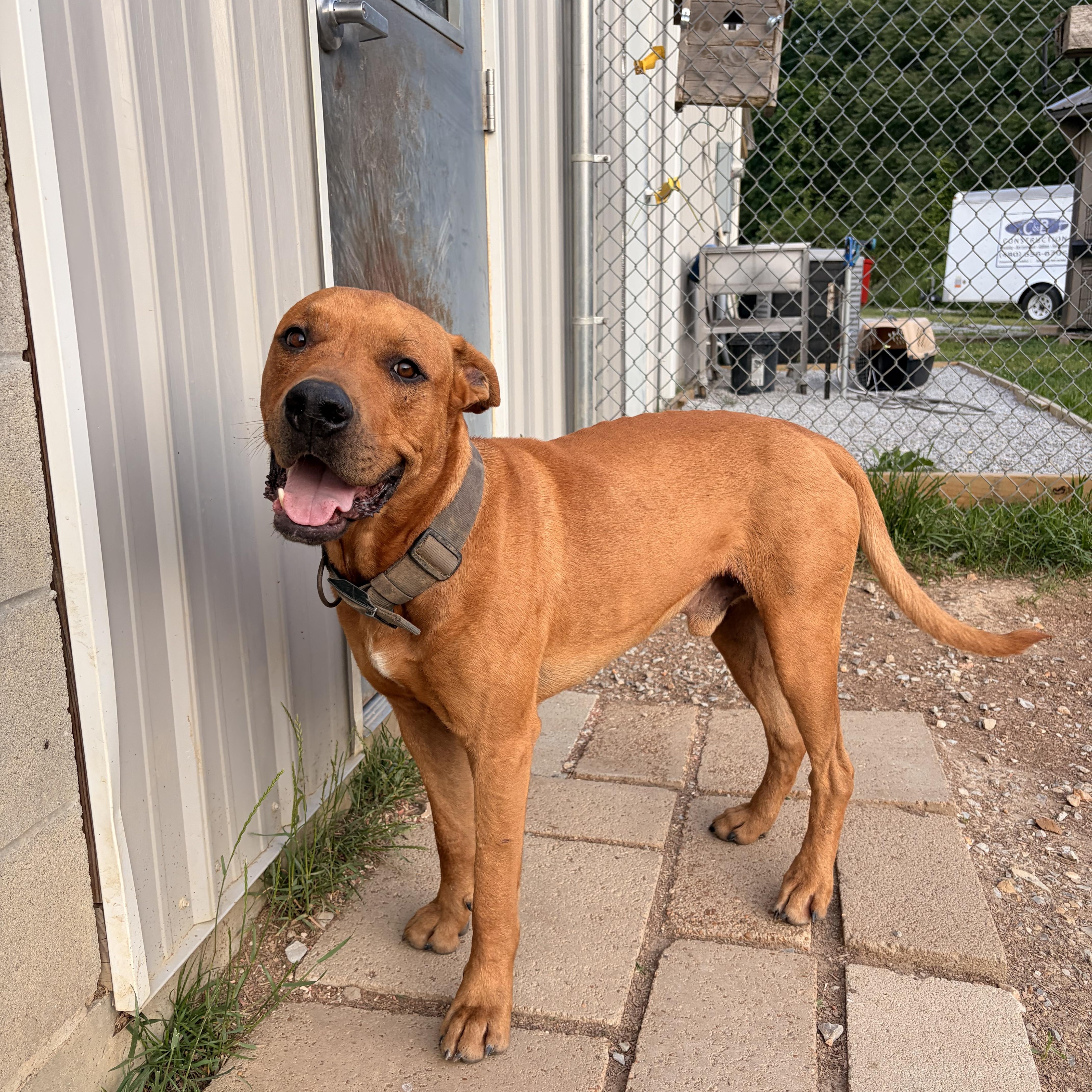 Tank, a ADOPTABLE mixed breed in Melbourne, AR image 1/3
