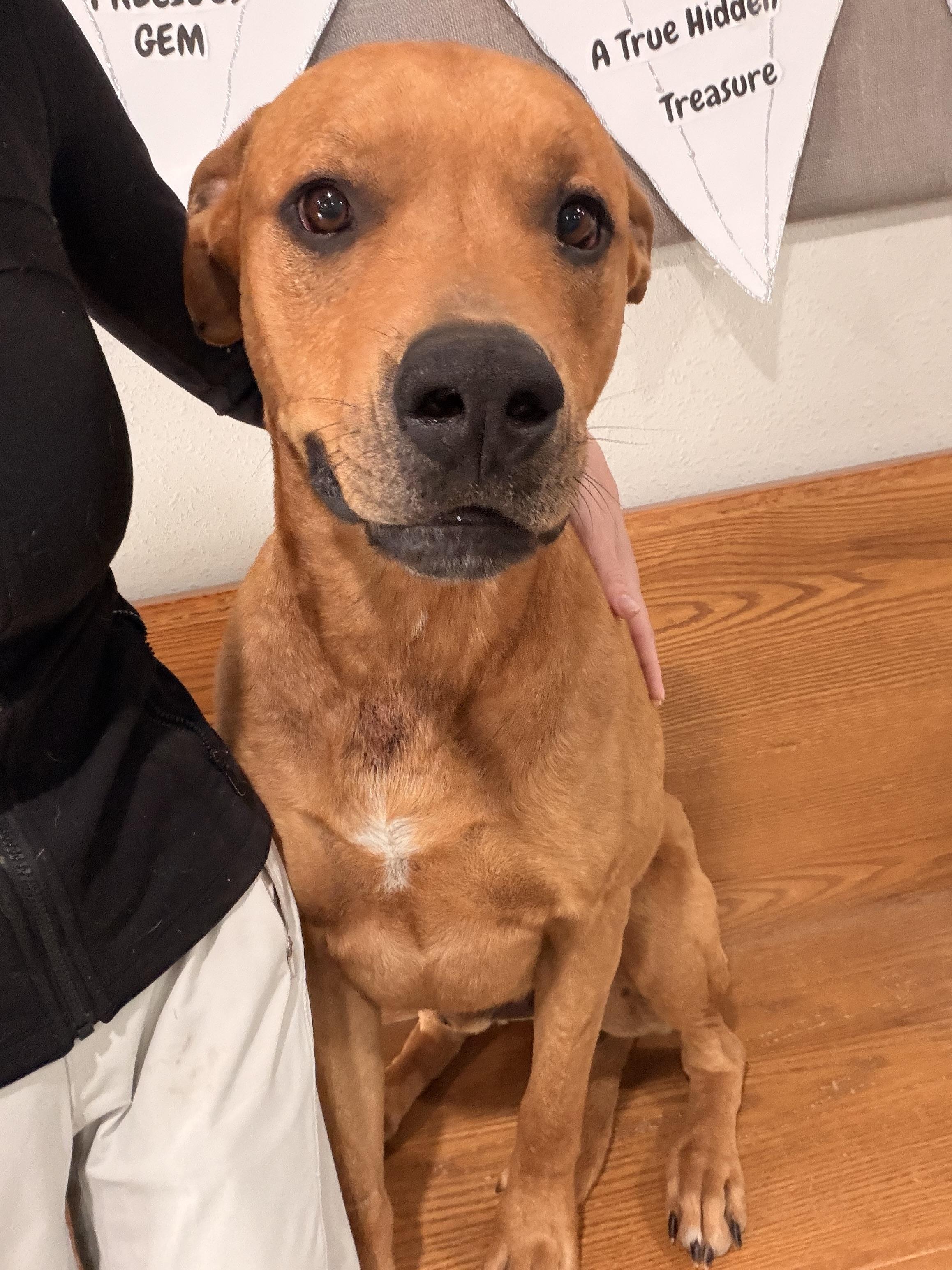 Enlarge Tank, an adoption pending mixed breed in Melbourne, AR image 1/4