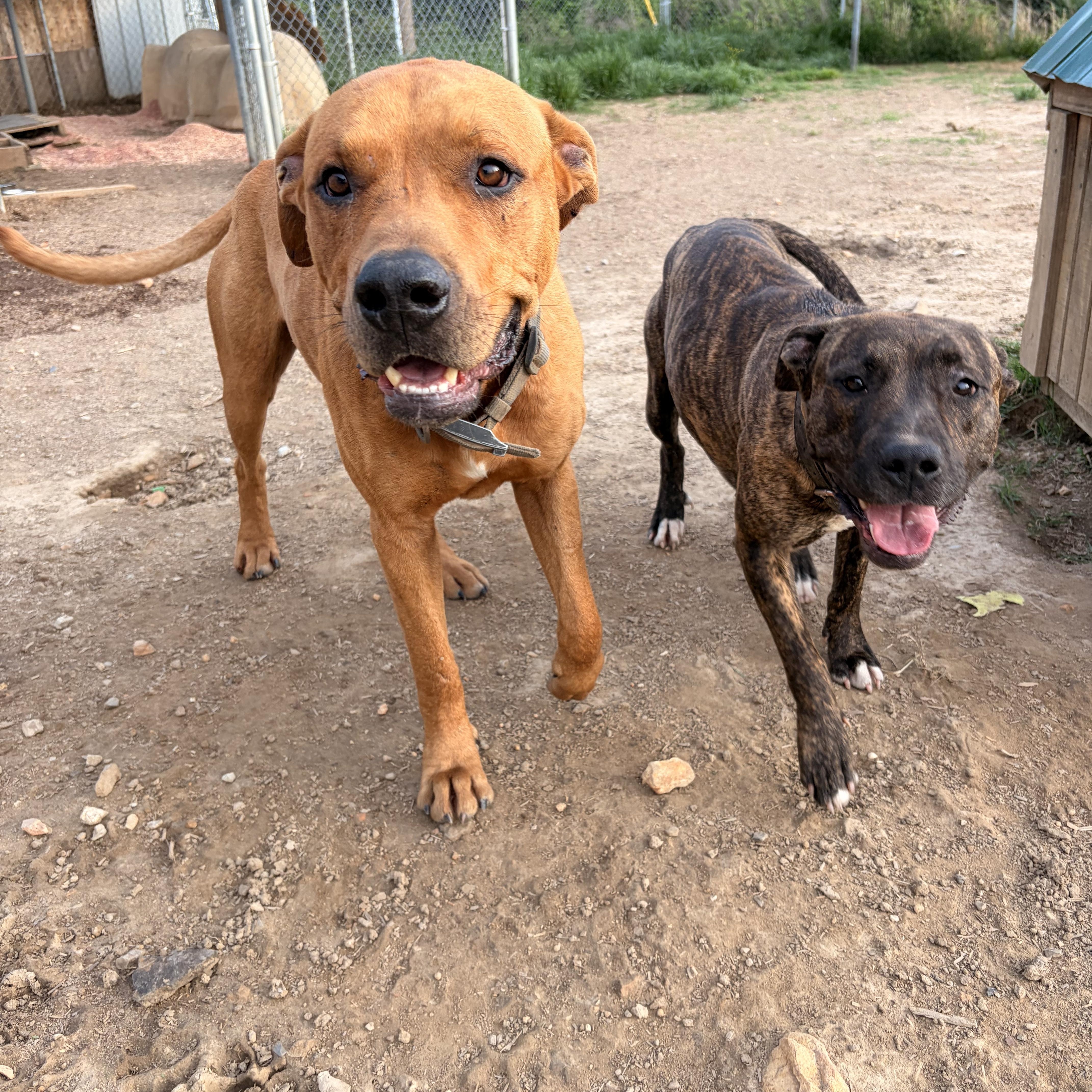 Tank, a ADOPTABLE mixed breed in Melbourne, AR image 3/3
