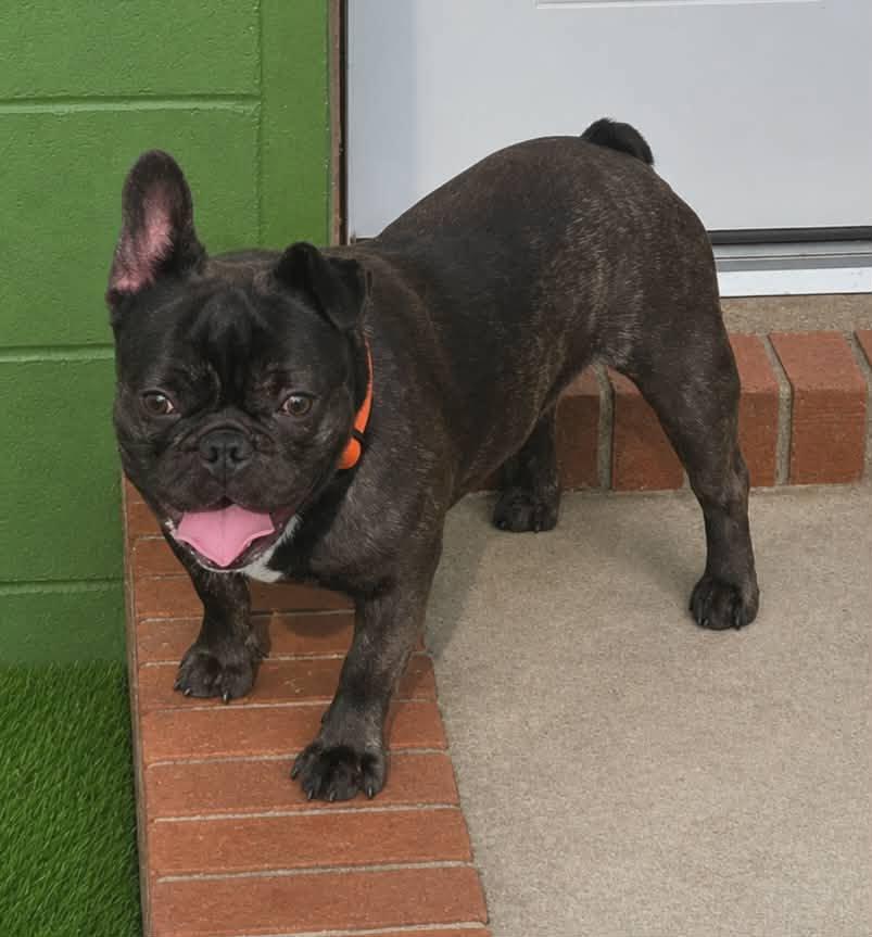 Nemo, ADOPTABLE, Adult Male French Bulldog.