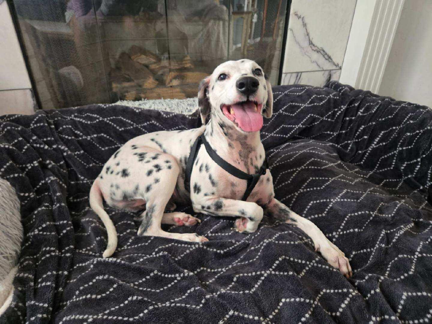 Enlarge Luxx-San Diego, CA, a ADOPTABLE Dalmatian in San Diego, CA image 1/5