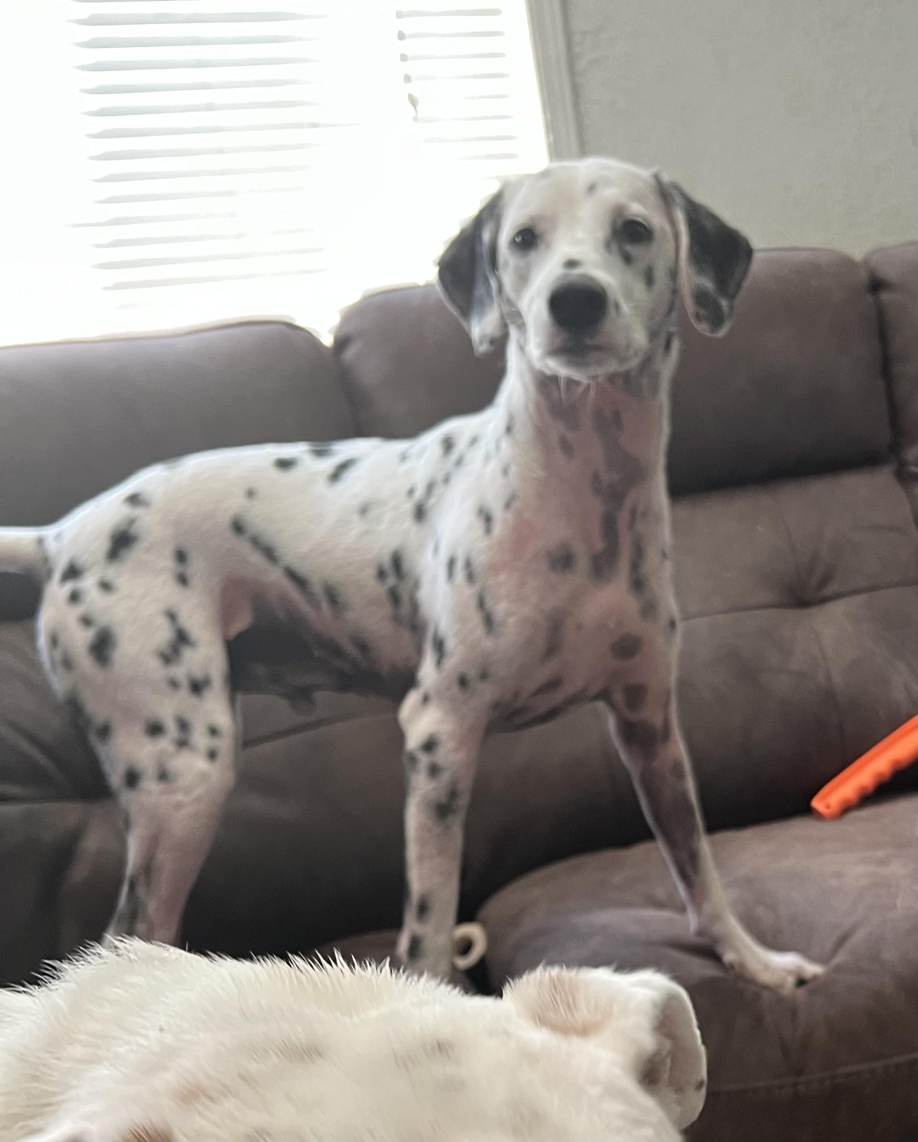 Enlarge Luxx-El Cajon, CA, a ADOPTABLE Dalmatian in San Diego, CA image 2/4