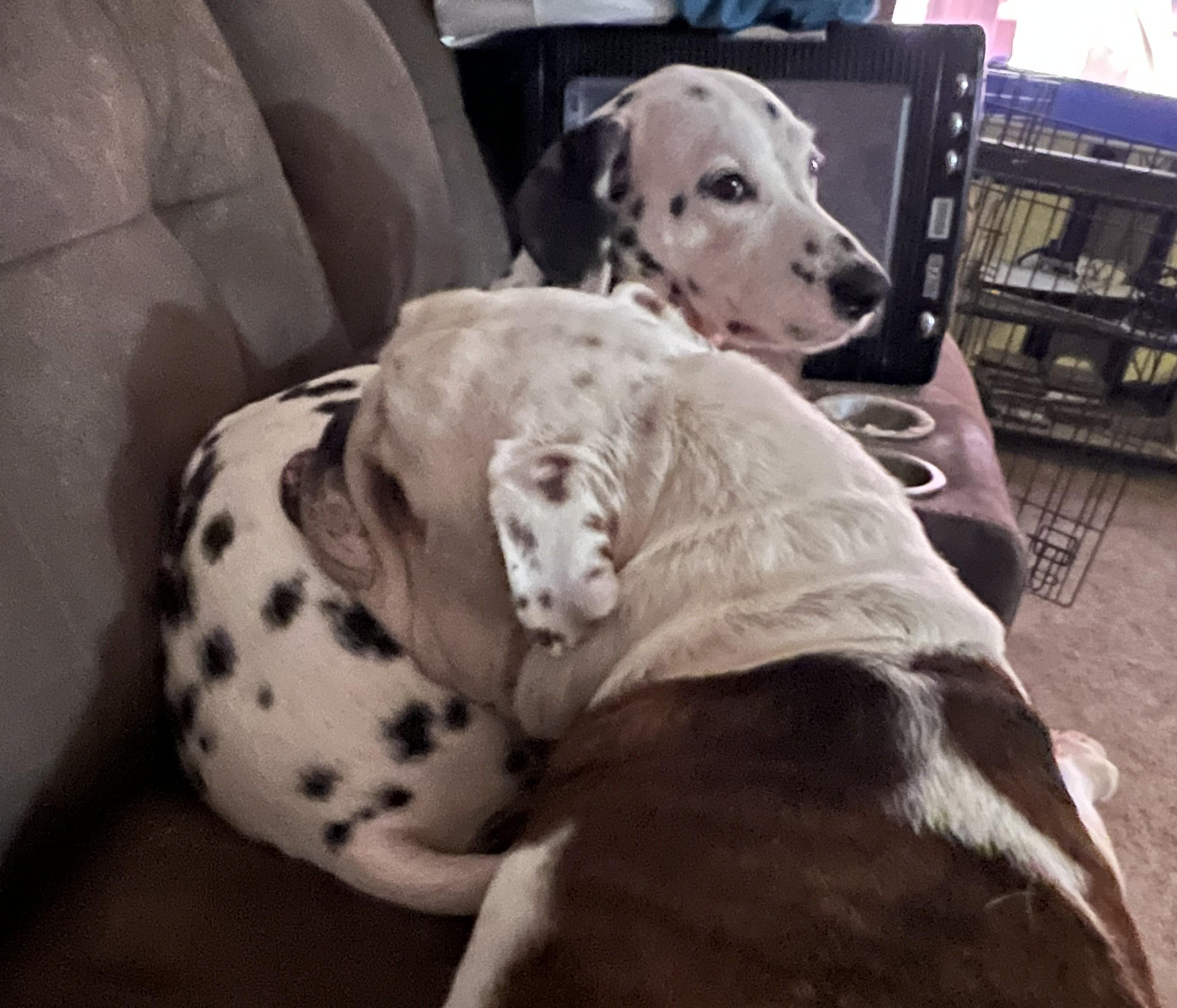 Enlarge Luxx-El Cajon, CA, a ADOPTABLE Dalmatian in San Diego, CA image 4/4