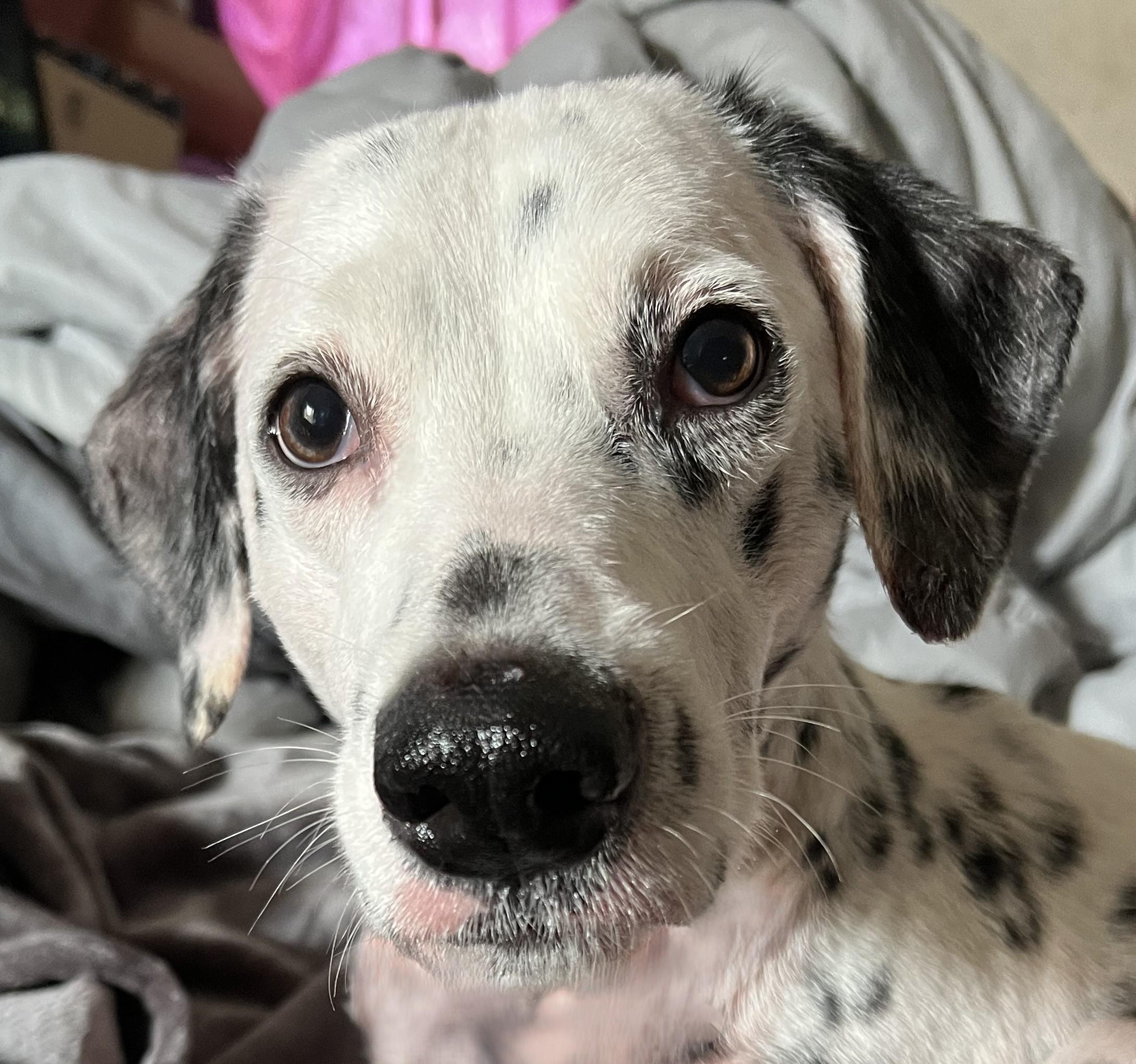 Luxx-San Diego, CA, ADOPTABLE, Senior Male Dalmatian.
