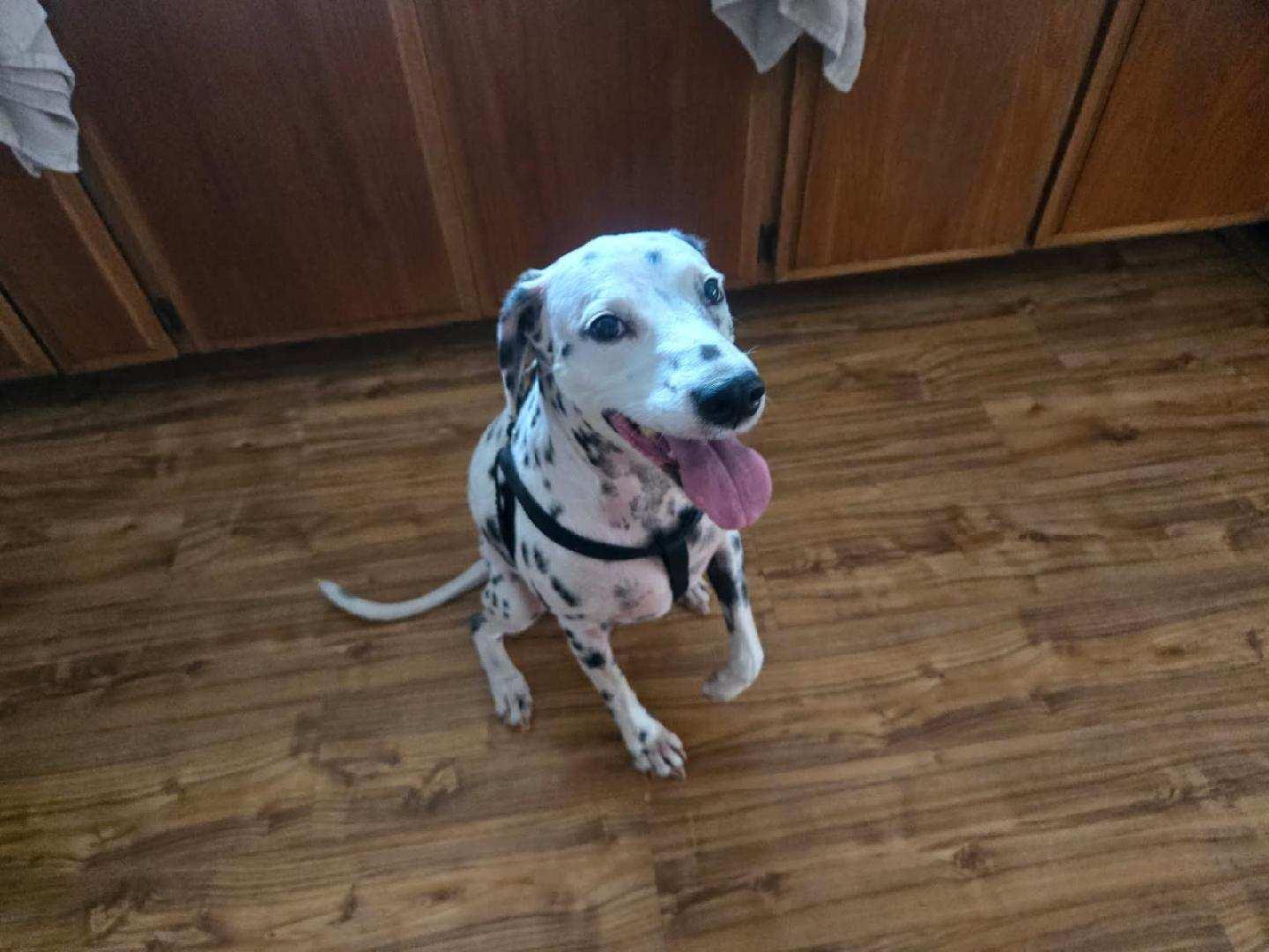 Enlarge Luxx-San Diego, CA, a ADOPTABLE Dalmatian in San Diego, CA image 3/5