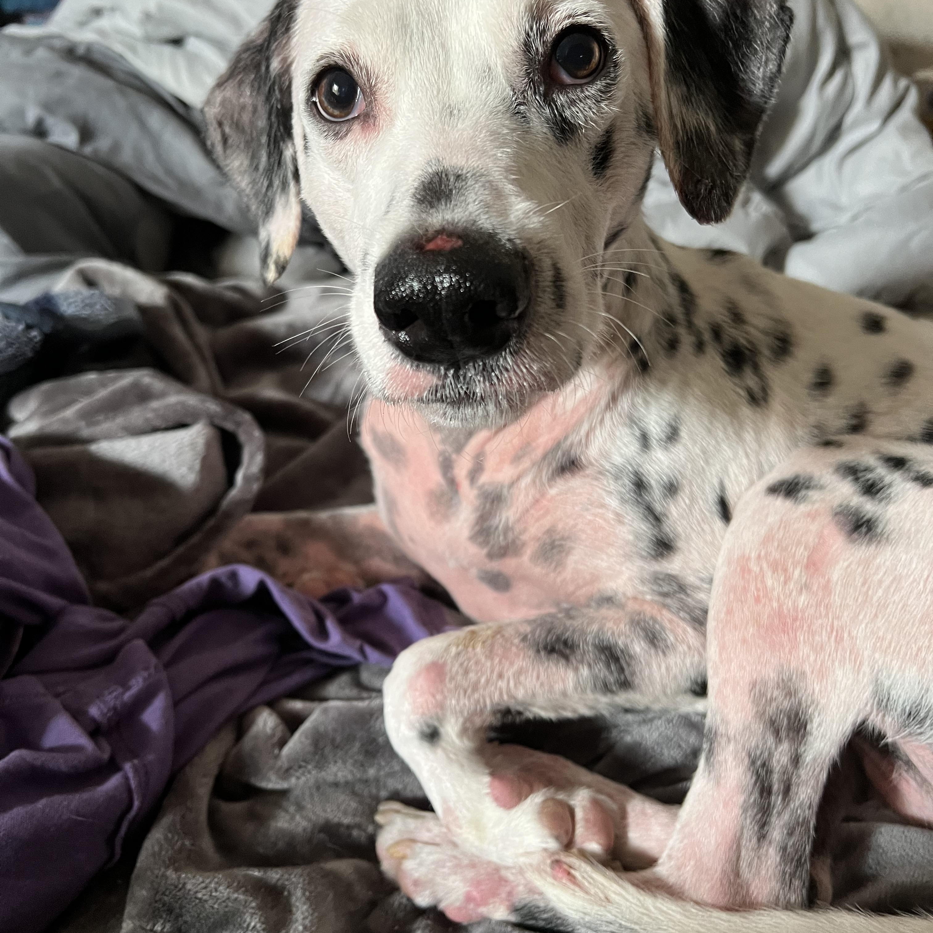 Enlarge Luxx-El Cajon, CA, a ADOPTABLE Dalmatian in San Diego, CA image 1/4