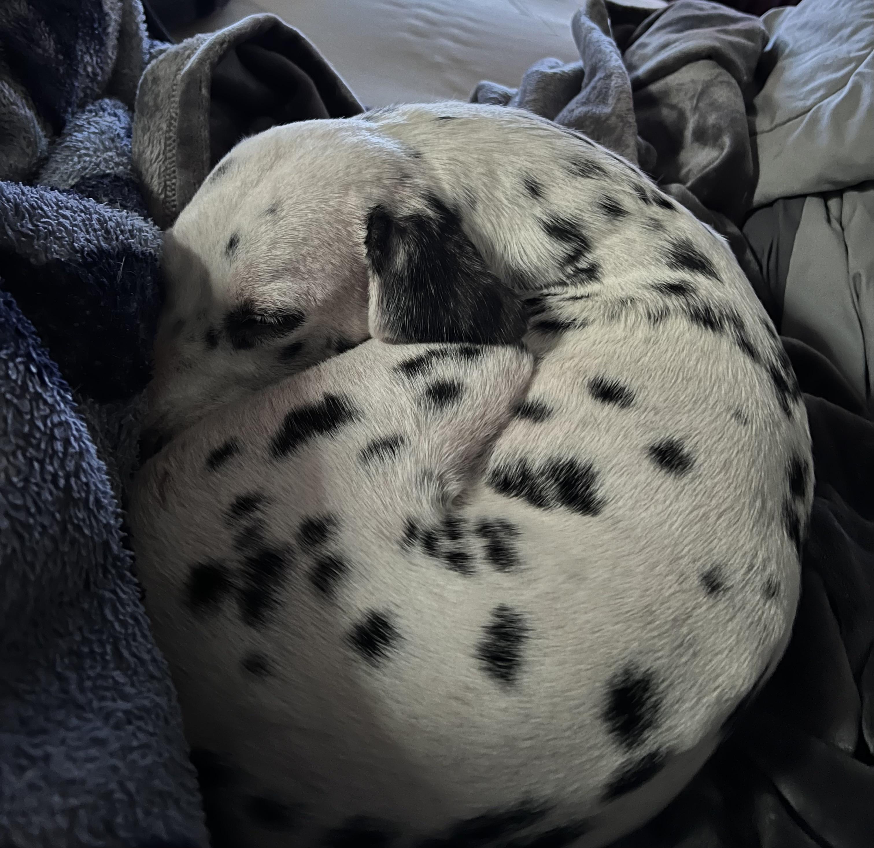 Enlarge Luxx-El Cajon, CA, a ADOPTABLE Dalmatian in San Diego, CA image 3/4