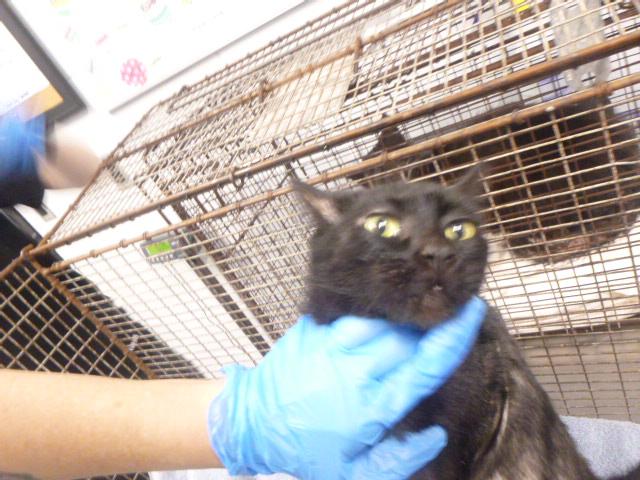 LEMON, Adoptable, Young Female Domestic Short Hair.