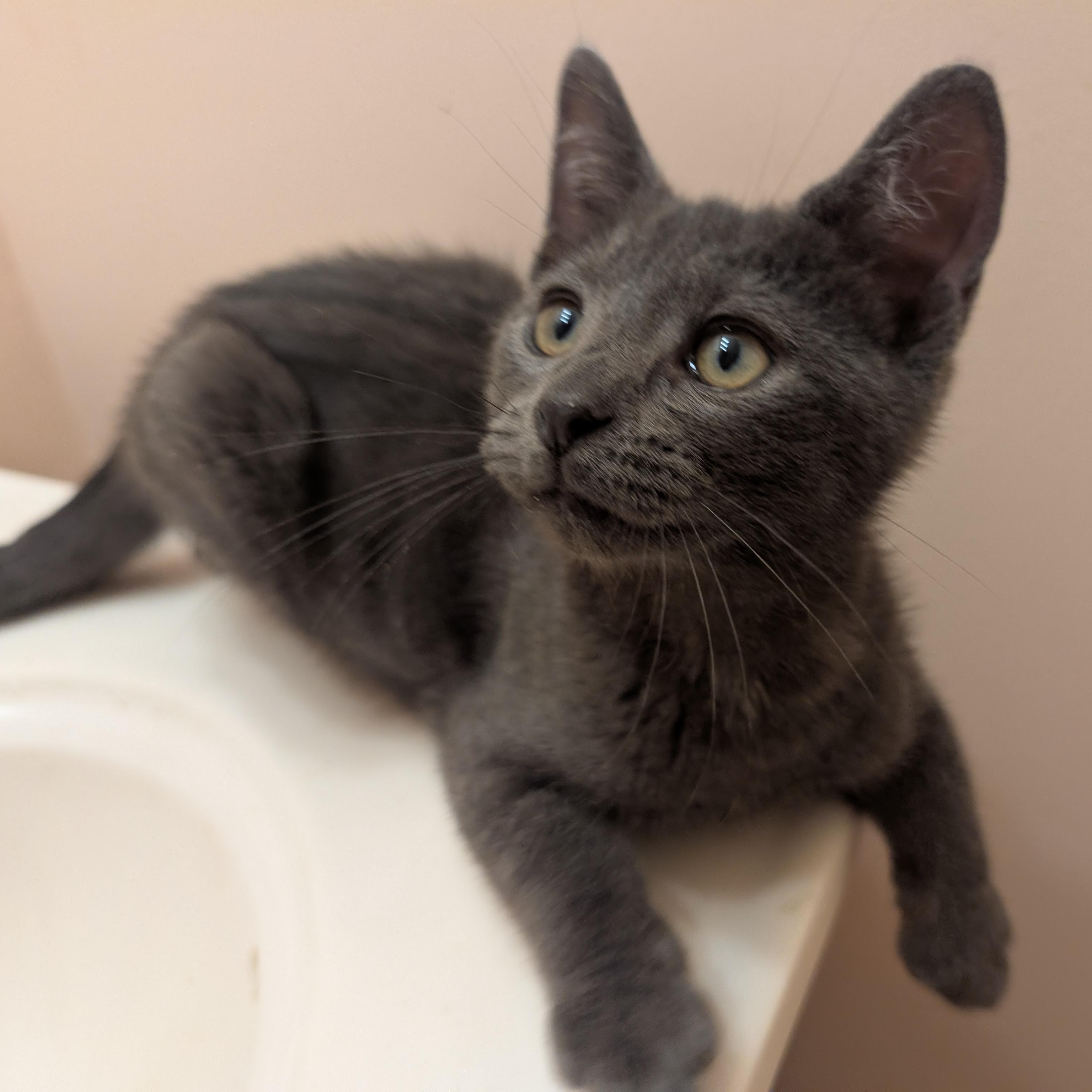 Nod, Adoptable, Kitten Male Russian Blue & Tabby.
