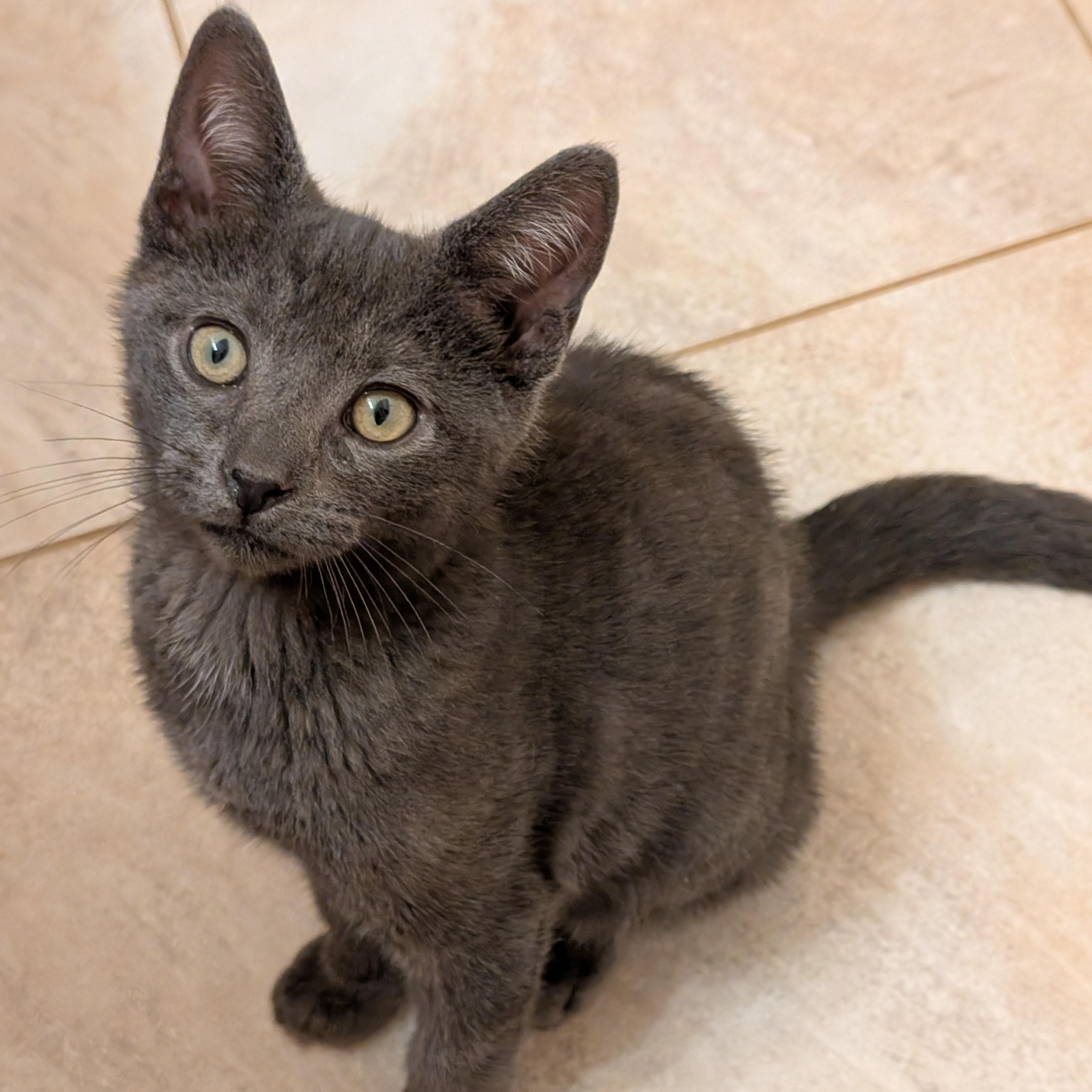 Nod, a Adoptable mixed breed in Hyattsville, MD image 4/6