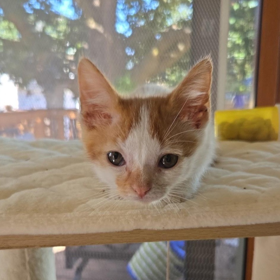 Enlarge Pawlo and Purrcy, a Adopted Domestic Short Hair in Milwaukee, WI image 3/5