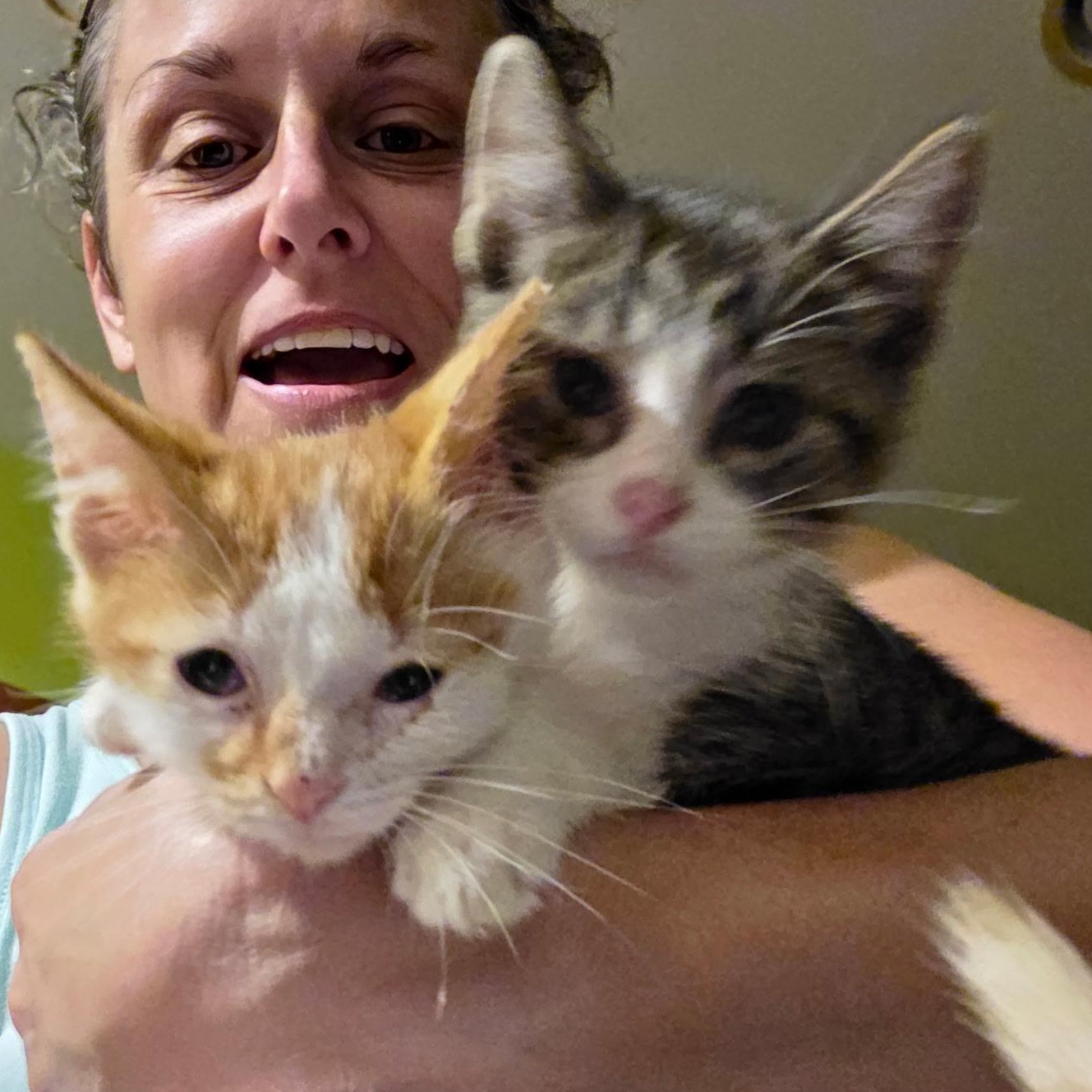 Pawlo and Purrcy, Adopted, Kitten Male Domestic Short Hair.
