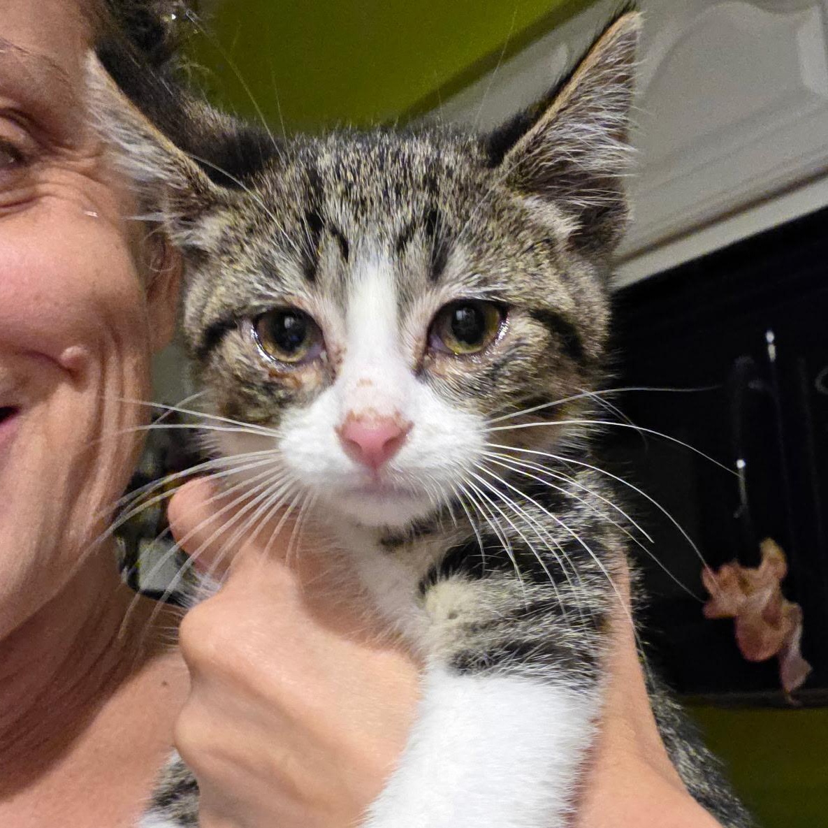 Enlarge Pawlo and Purrcy, a Adopted Domestic Short Hair in Milwaukee, WI image 2/5