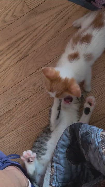 Enlarge Pawlo and Purrcy, a Adopted Domestic Short Hair in Milwaukee, WI video 5/5