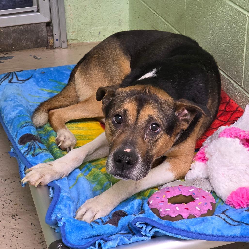 Enlarge Wyatt, a Adoptable Mixed Breed in Mount Shasta, CA image 1/6