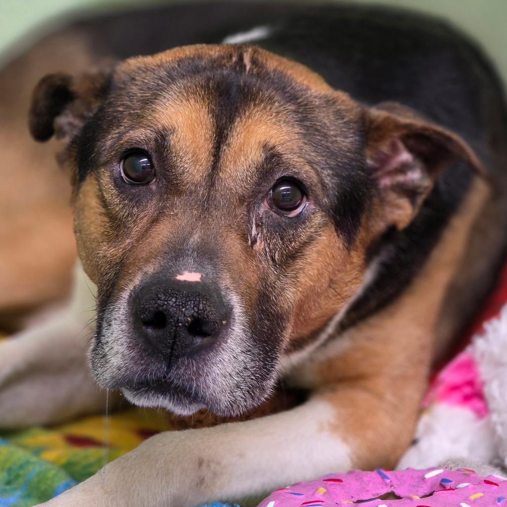Enlarge Wyatt, a Adoptable Mixed Breed in Mount Shasta, CA image 2/6