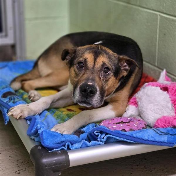 Enlarge Wyatt, a Adoptable Mixed Breed in Mount Shasta, CA image 4/6
