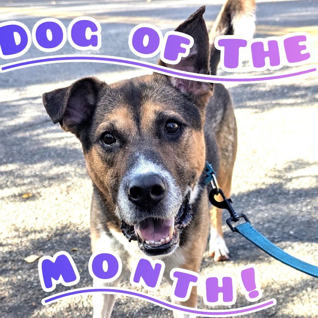 Enlarge Wyatt, a Adoptable Mixed Breed in Mount Shasta, CA image 6/6