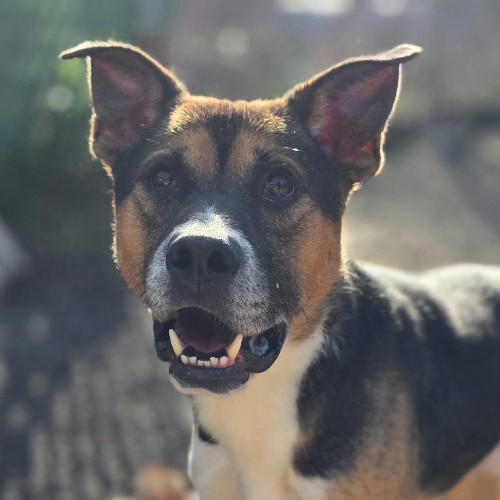Enlarge Wyatt, a Adoptable Mixed Breed in Mount Shasta, CA image 6/6