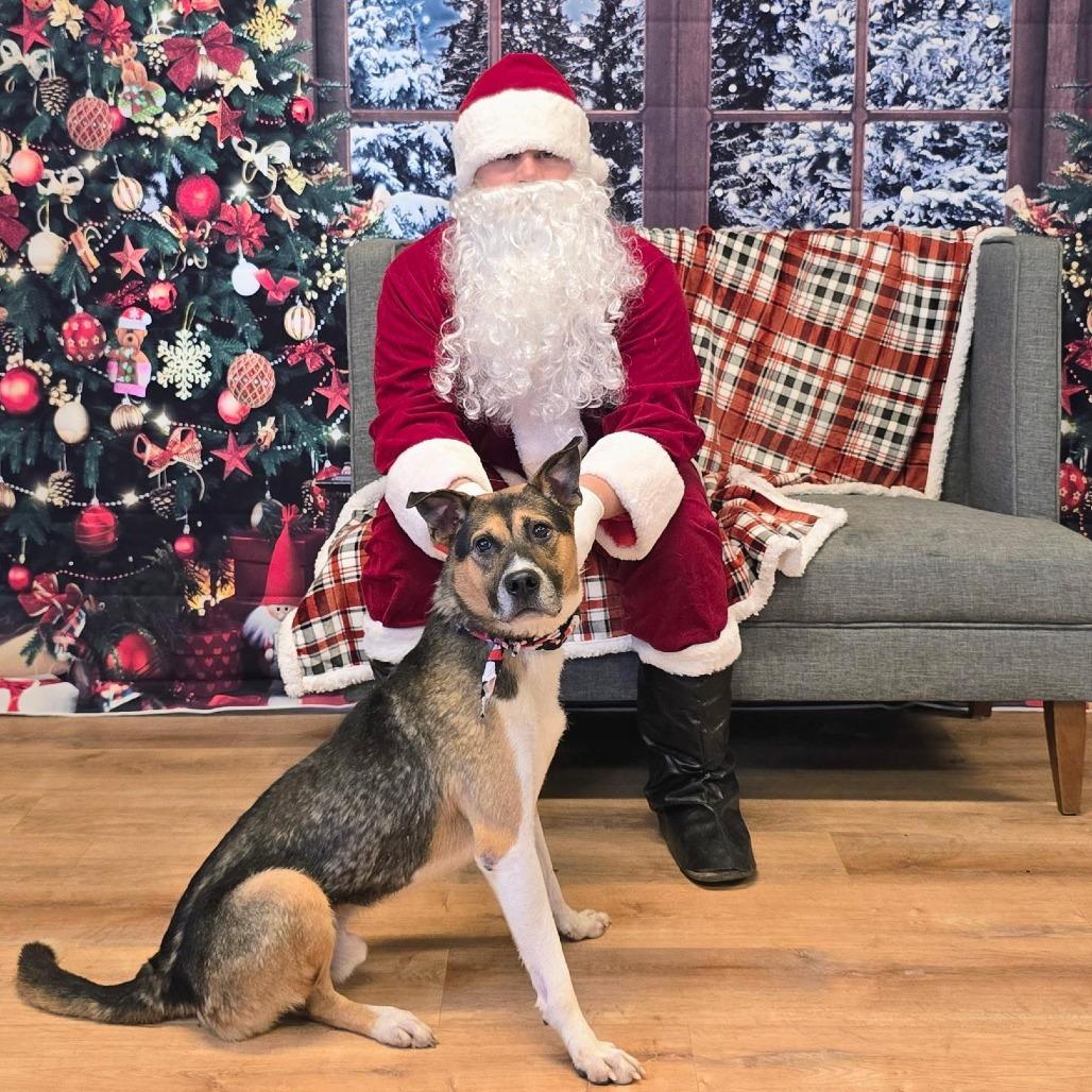 Enlarge Wyatt, a Adoptable Mixed Breed in Mount Shasta, CA image 6/6