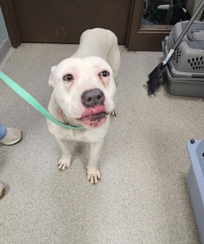 Rowena, Adoptable, Adult Female Mixed Breed & Mixed Breed.