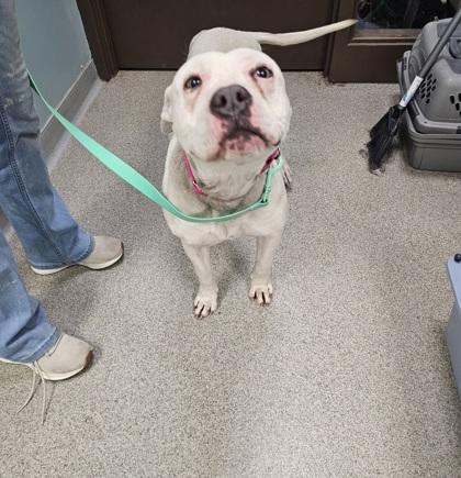 Rowena, a Adoptable mixed breed in Maumee, OH image 2/3