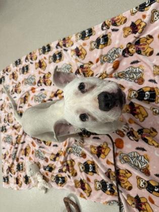 Rowena, a Adoptable mixed breed in Maumee, OH image 3/3