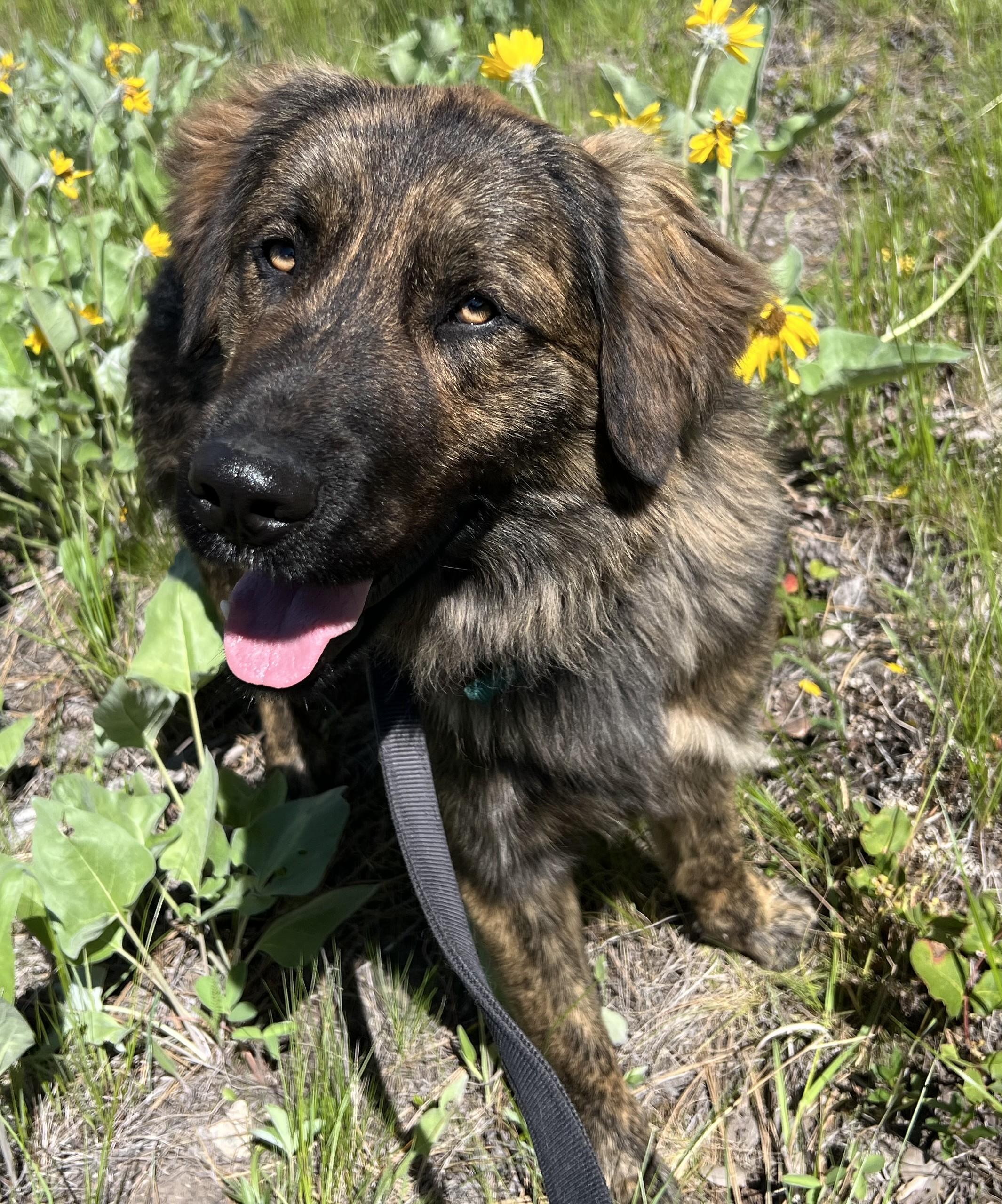 Enlarge Teddy, an adopted mixed breed in Libby, MT image 2/4