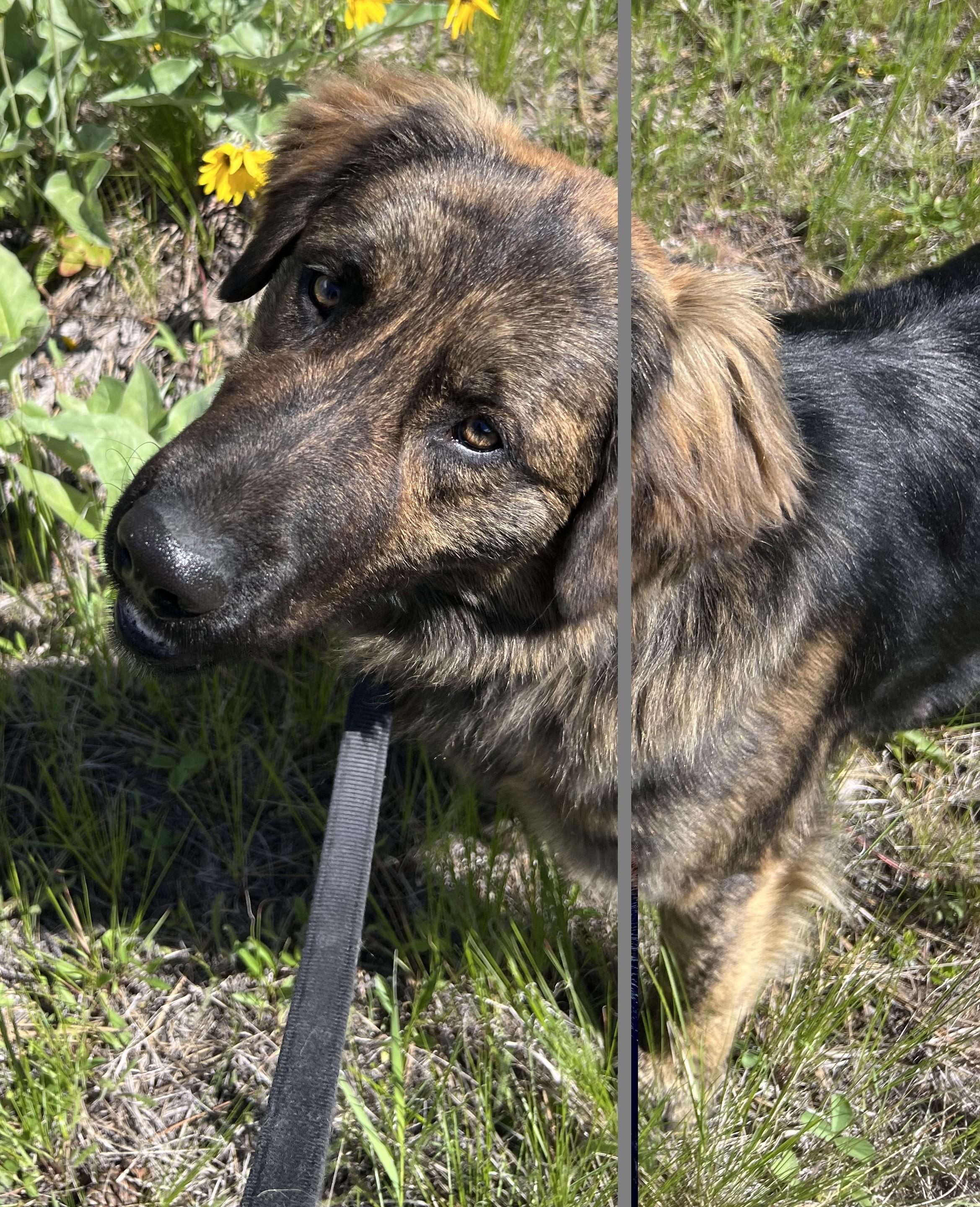 Enlarge Teddy, an adopted mixed breed in Libby, MT image 1/4