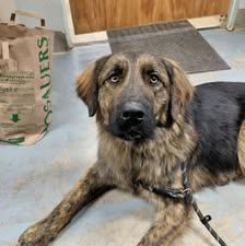 Enlarge Teddy, an adopted mixed breed in Libby, MT image 4/4