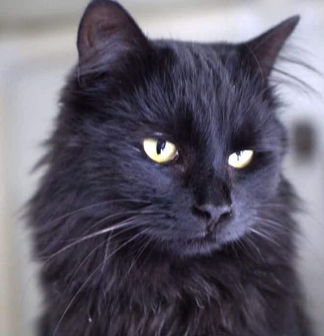 Esmerelda, adopted, Adult Female Domestic Long Hair.