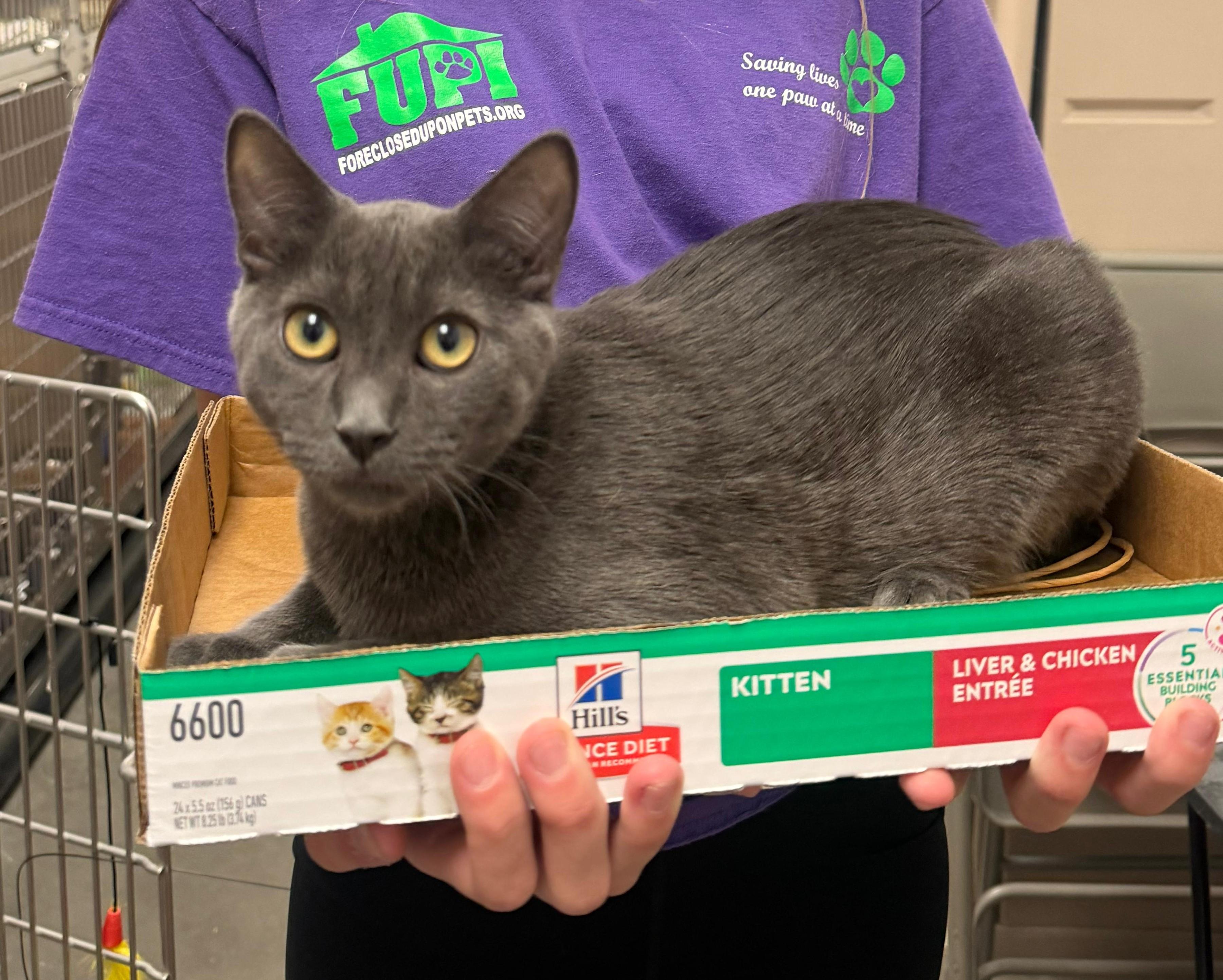Petey, a ADOPTABLE Domestic Short Hair in Las Vegas, NV image 1/2