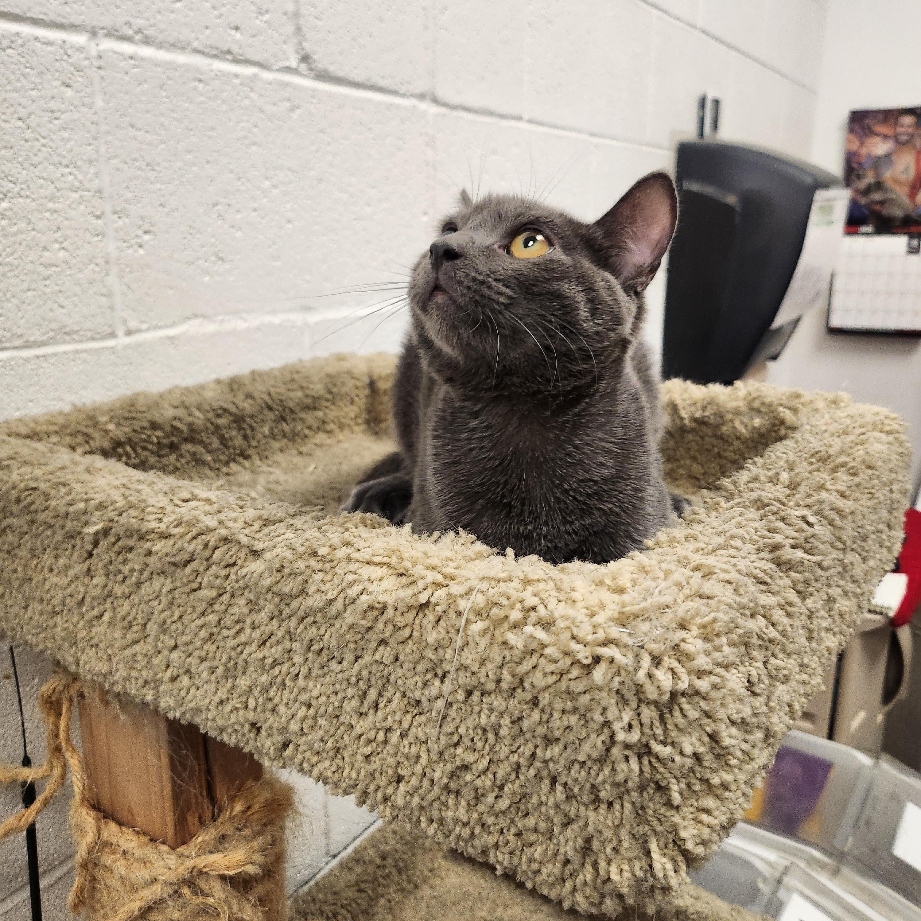 Petey, a ADOPTABLE Domestic Short Hair in Las Vegas, NV image 2/2