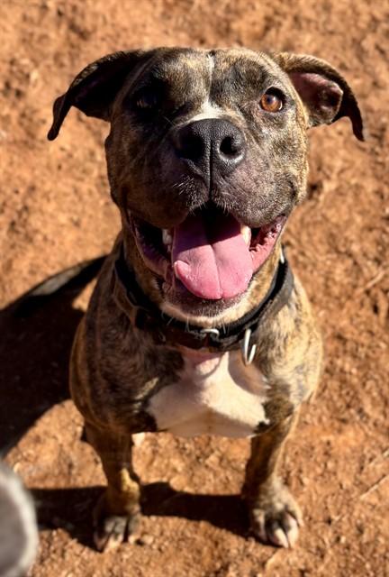 BELLA, Adoptable, Young Female Plott Hound & Mixed Breed.