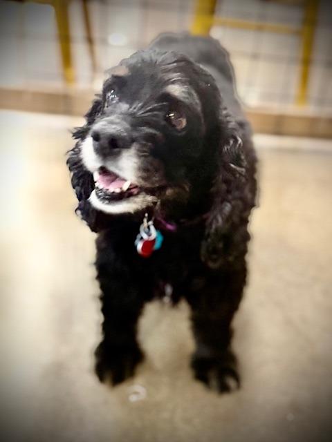 Midnight, Adoptable, Senior Female Cocker Spaniel.