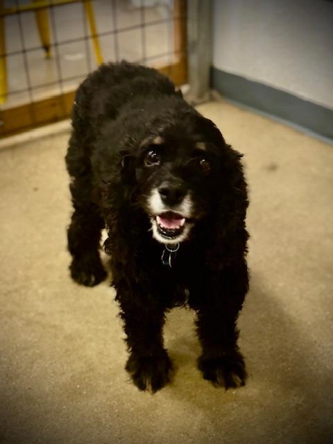 Enlarge Midnight, a Adoptable Cocker Spaniel in Austin, TX image 2/5