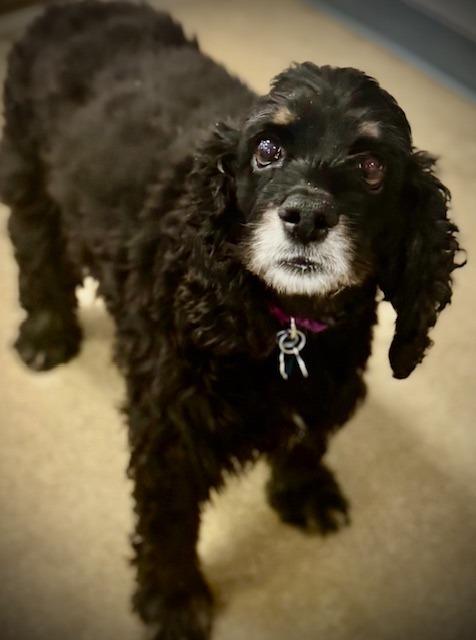 Enlarge Midnight, a Adoptable Cocker Spaniel in Austin, TX image 3/5