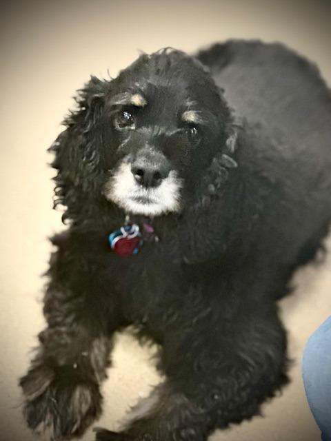 Enlarge Midnight, a Adoptable Cocker Spaniel in Austin, TX image 4/5