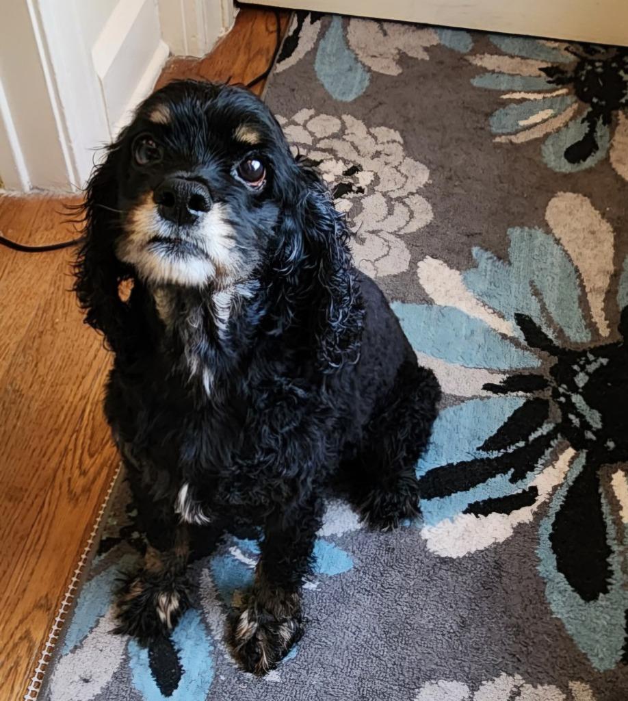 Enlarge Midnight, a Adoptable Cocker Spaniel in Austin, TX image 5/5