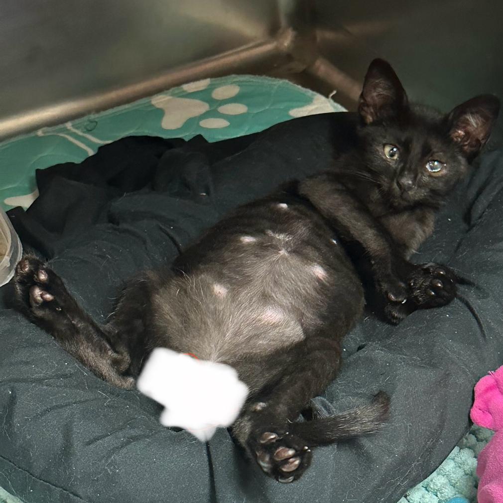 Enlarge 8-Ball, a Adoptable Domestic Short Hair in Hinesville, GA image 1/1