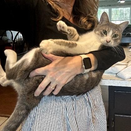 Enlarge Theo (Timothy), a Adoptable Domestic Short Hair in Tallahassee, FL image 1/6