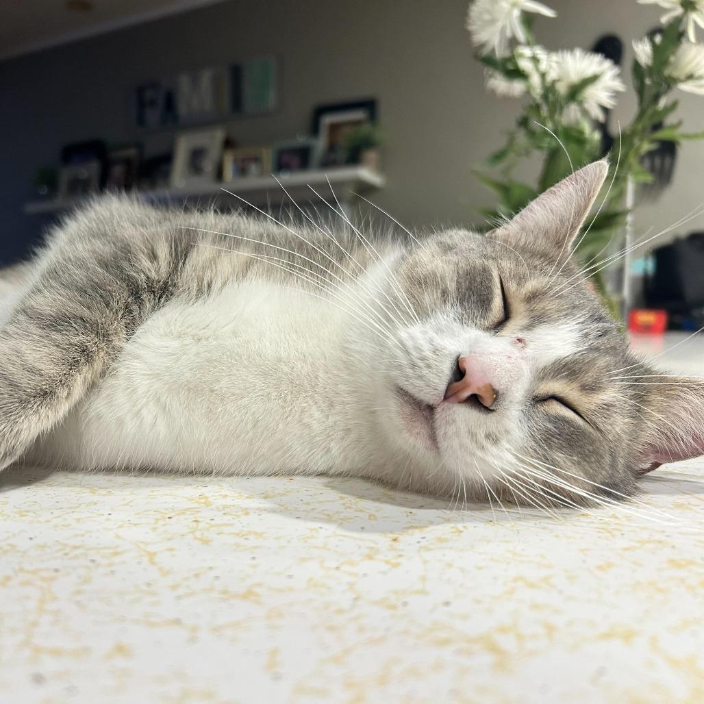 Enlarge Theo (Timothy), a Adoptable Domestic Short Hair in Tallahassee, FL image 2/6