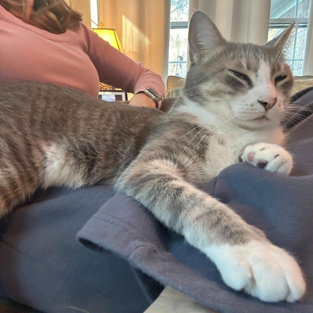 Enlarge Theo (Timothy), a Adoptable Domestic Short Hair in Tallahassee, FL image 3/6