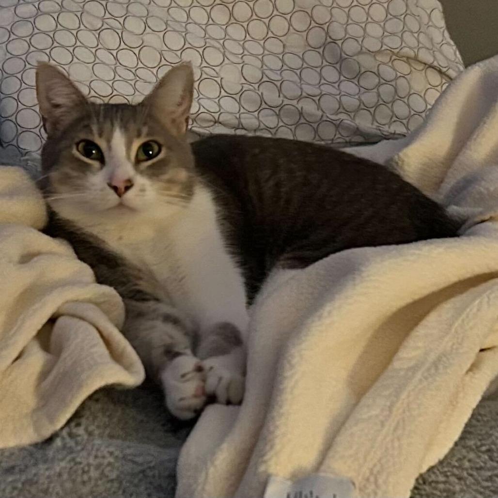 Enlarge Theo (Timothy), a Adoptable Domestic Short Hair in Tallahassee, FL image 6/6