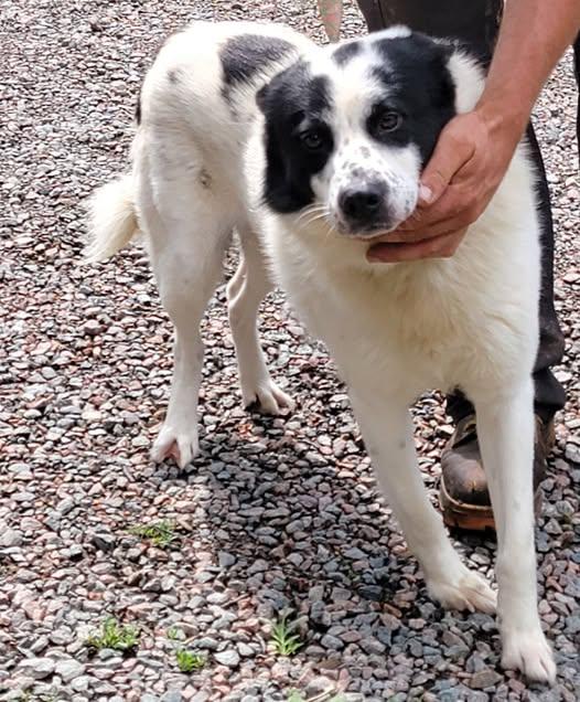 Enlarge Sam, a Adopted mixed breed in Mountain City, TN image 1/1