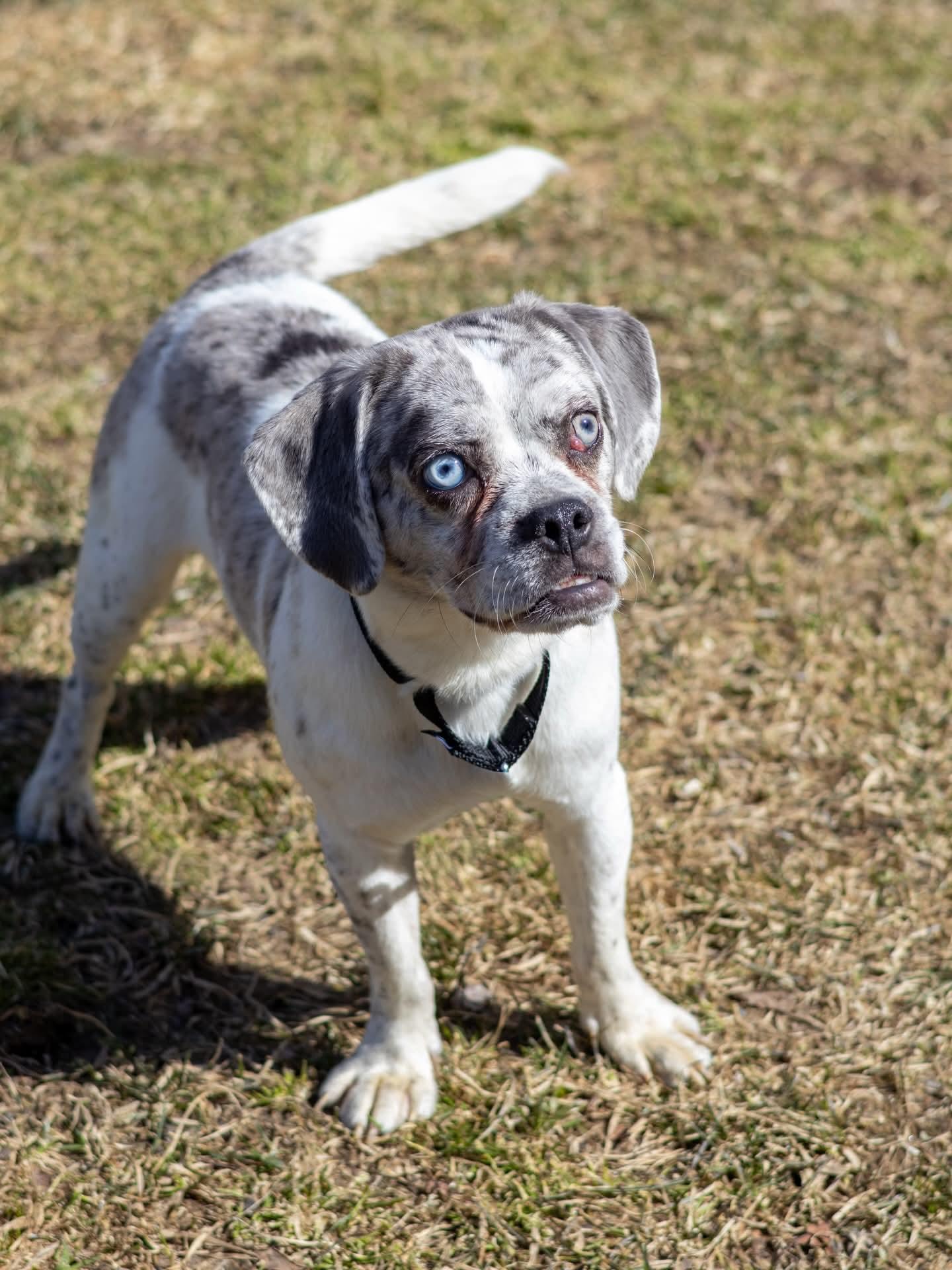 Kiro, Adoptable, Young Male Pug & Pug.