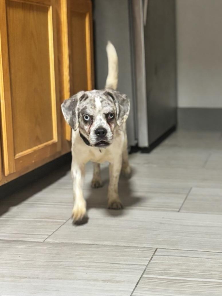 Enlarge Kiro, a Adoptable mixed breed in Terryville, CT image 2/6