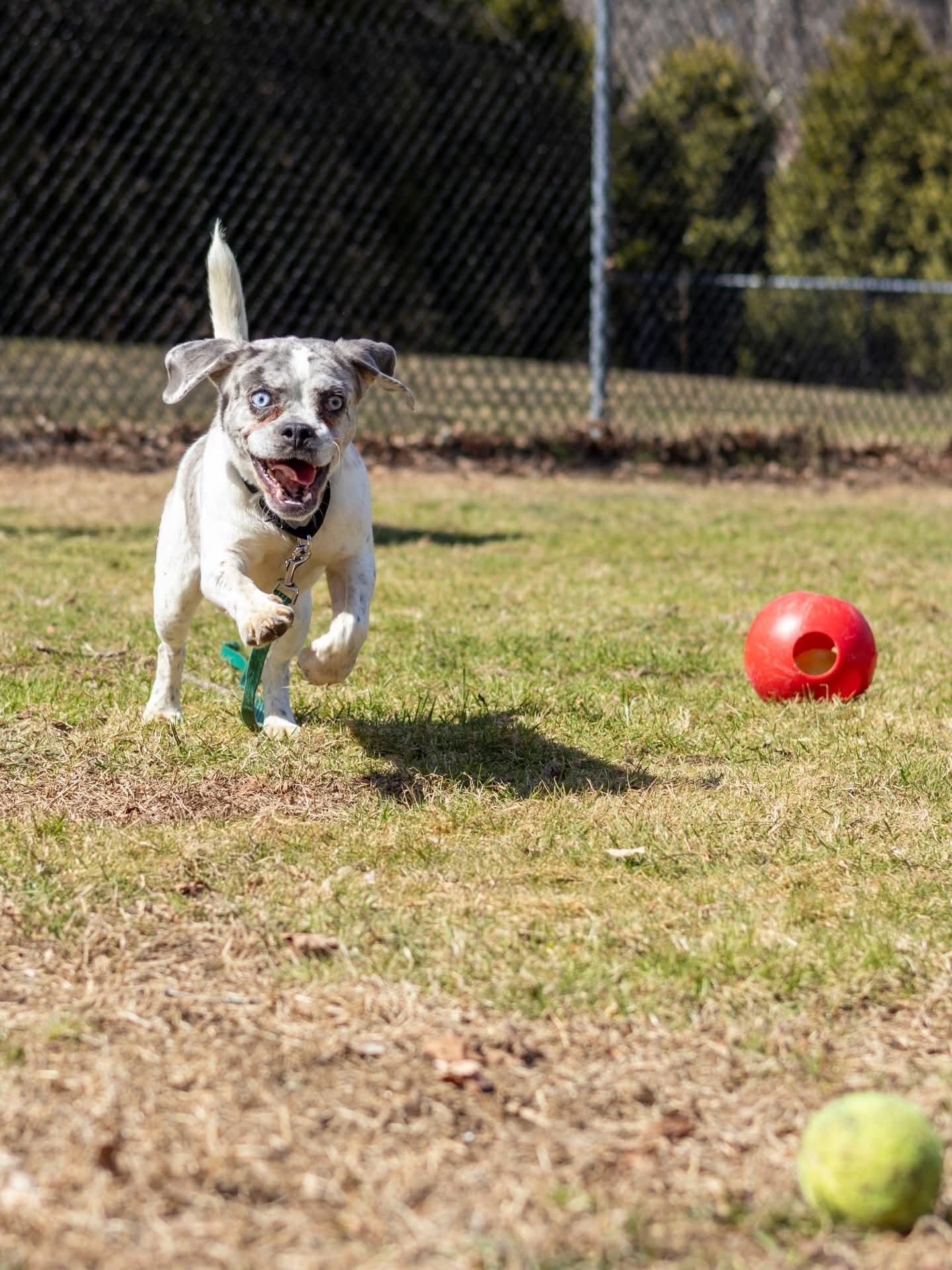 Enlarge Kiro, a Adoptable mixed breed in Terryville, CT image 3/6