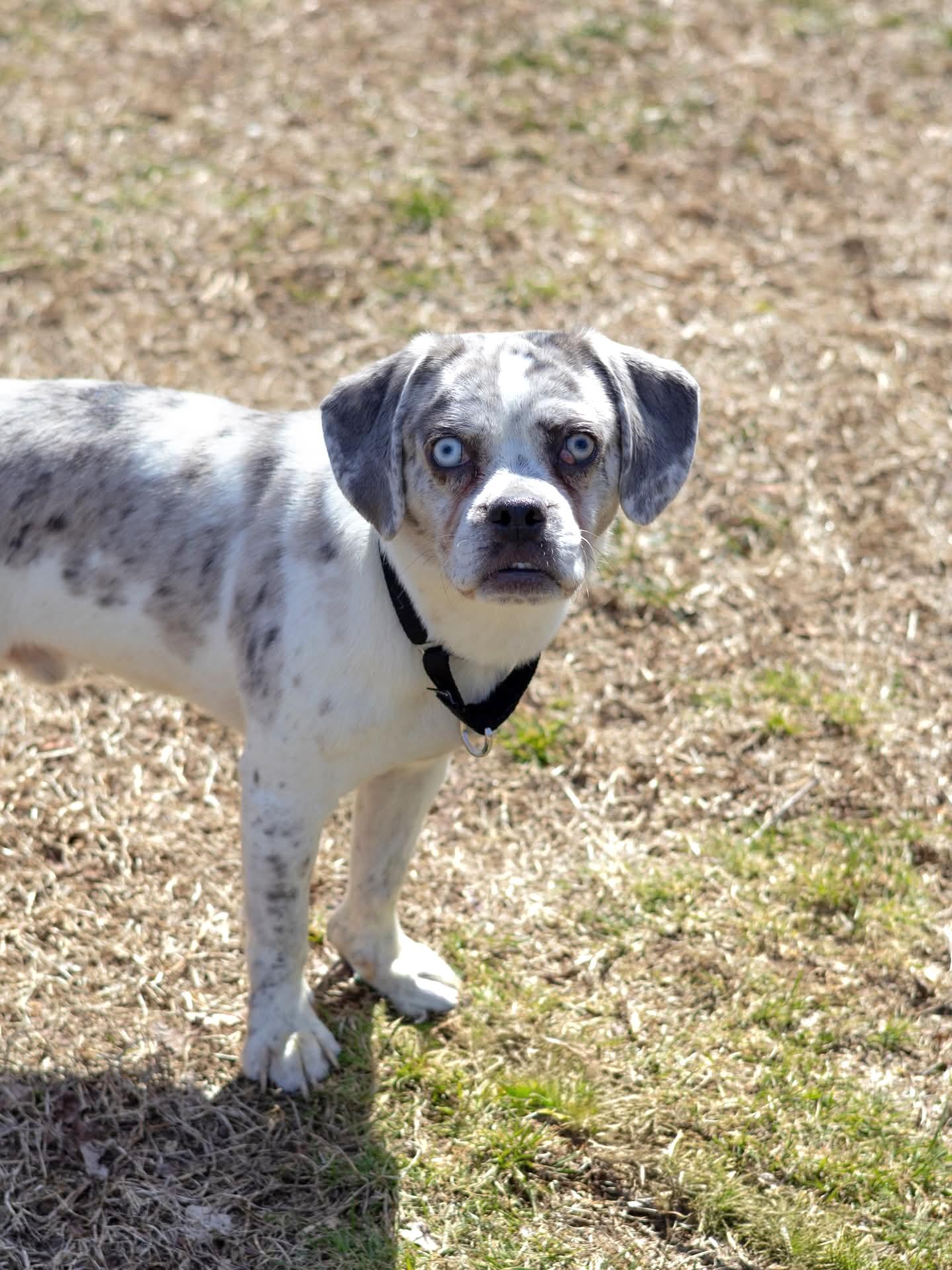 Enlarge Kiro, a Adoptable mixed breed in Terryville, CT image 4/6