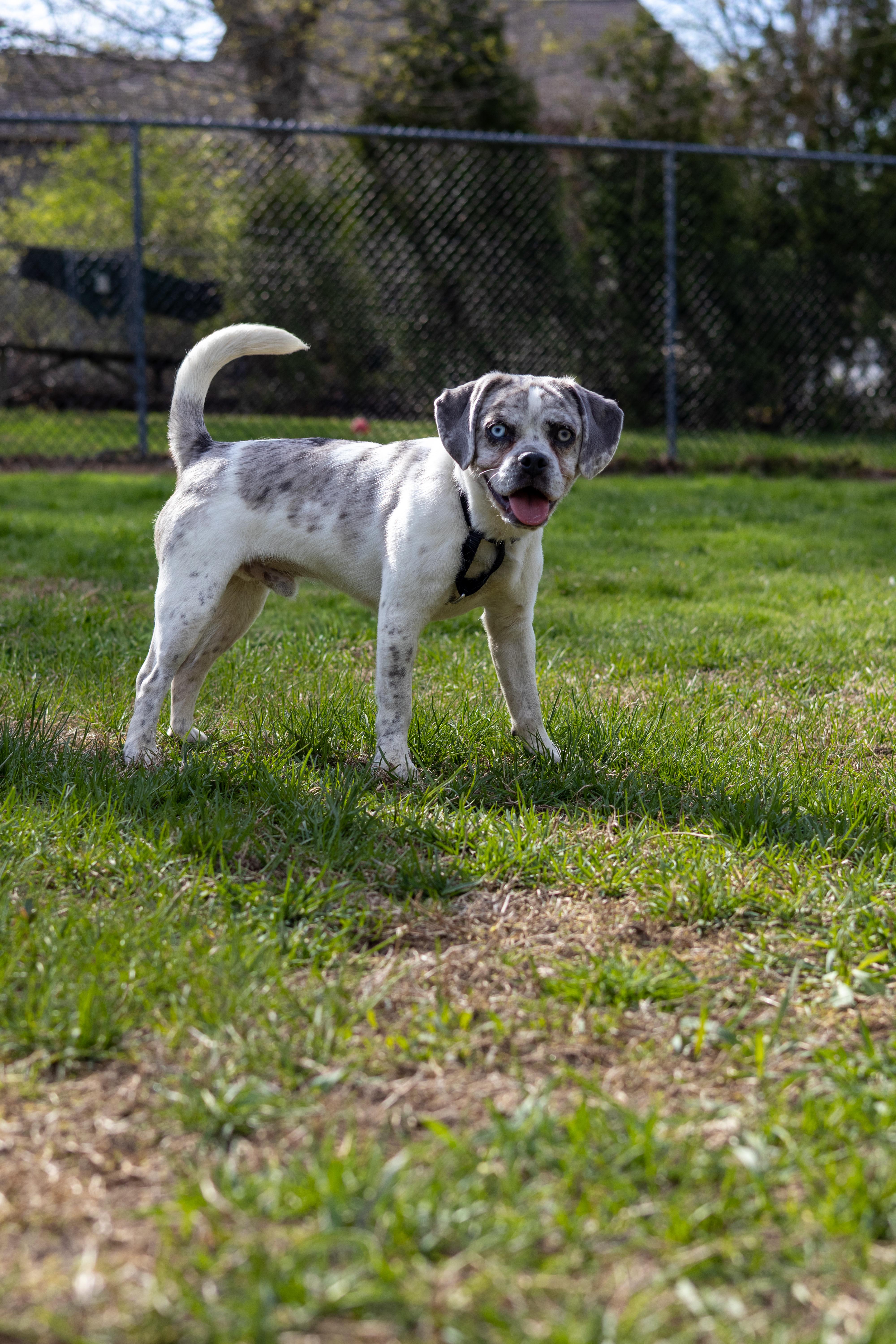 Enlarge Kiro, a Adoptable mixed breed in Terryville, CT image 5/6
